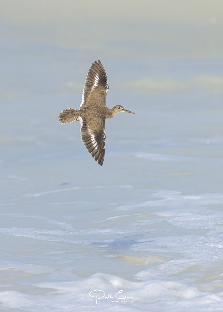 Spotted Sandpiper - Pablo Eguia