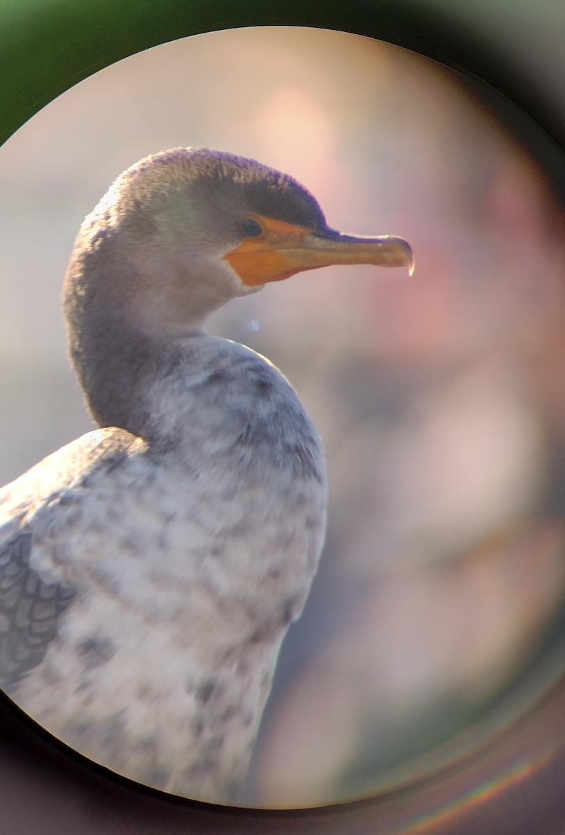 Double-crested Cormorant - ML614535377