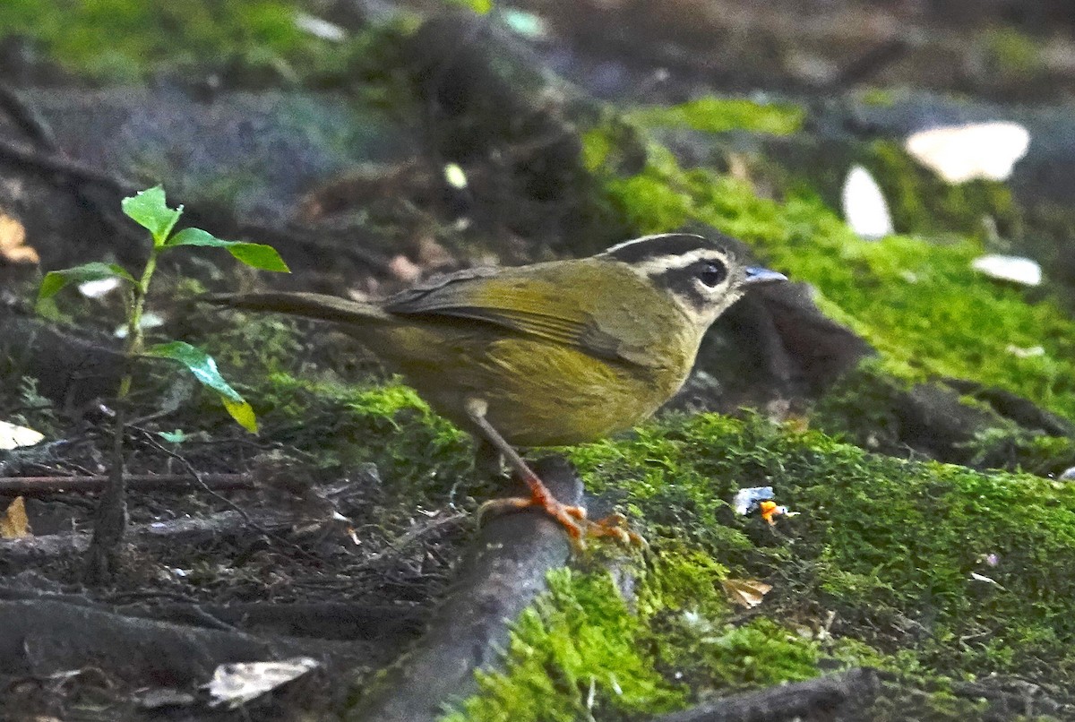 Three-striped Warbler - ML614535397