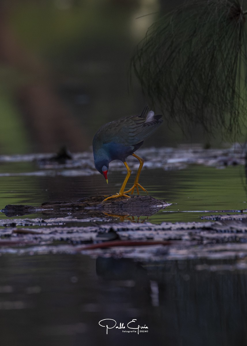 Purple Gallinule - Pablo Eguia