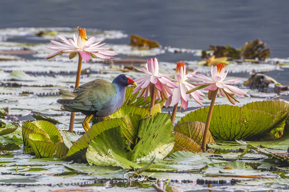 Purple Gallinule - ML614535462