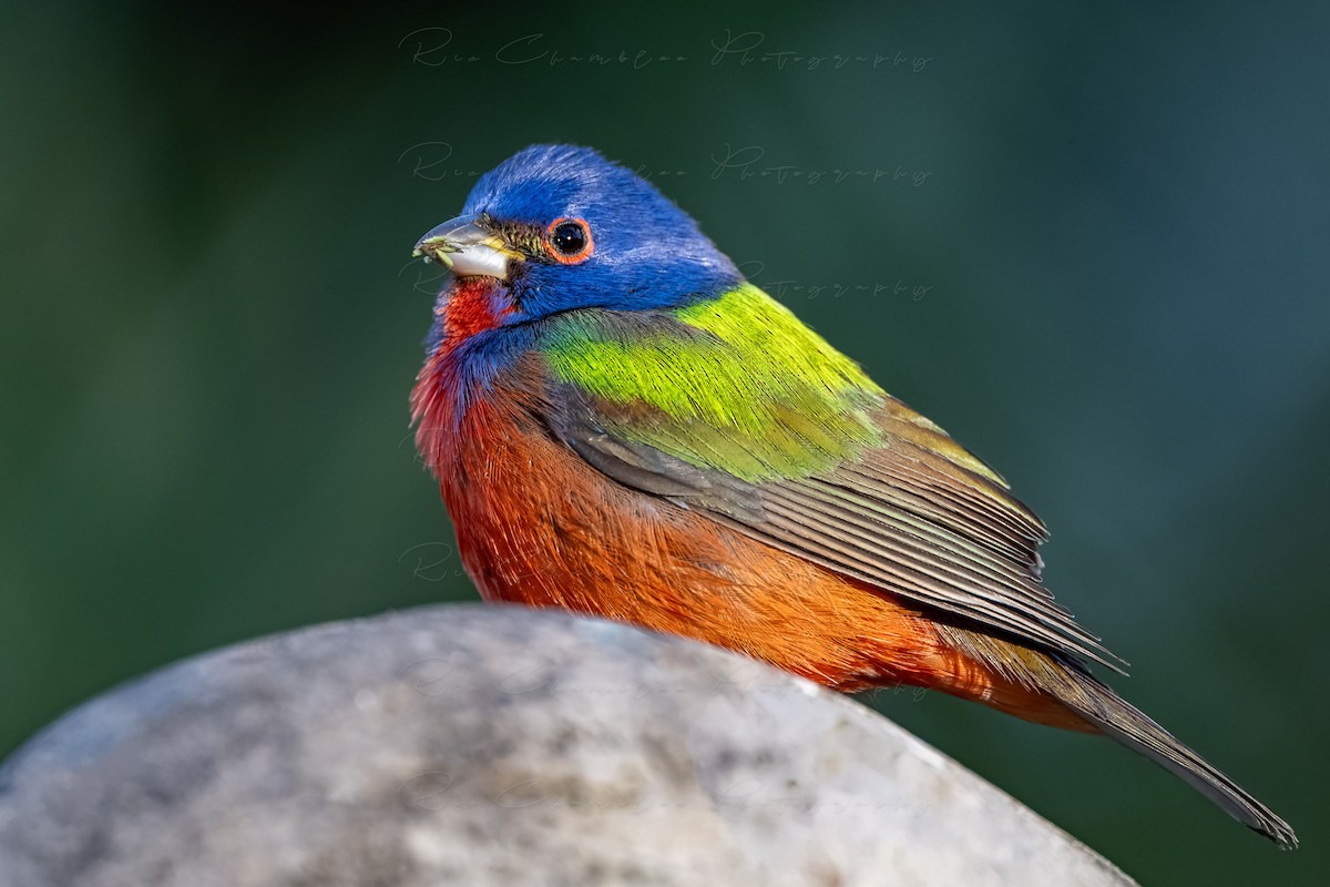 Painted Bunting - ML614535473