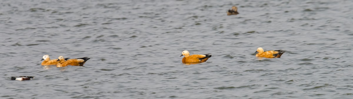 Ruddy Shelduck - ML614535515