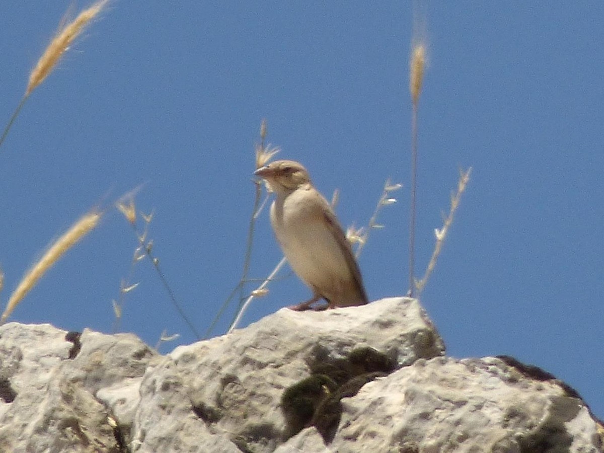 Pale Rockfinch - ML614535520