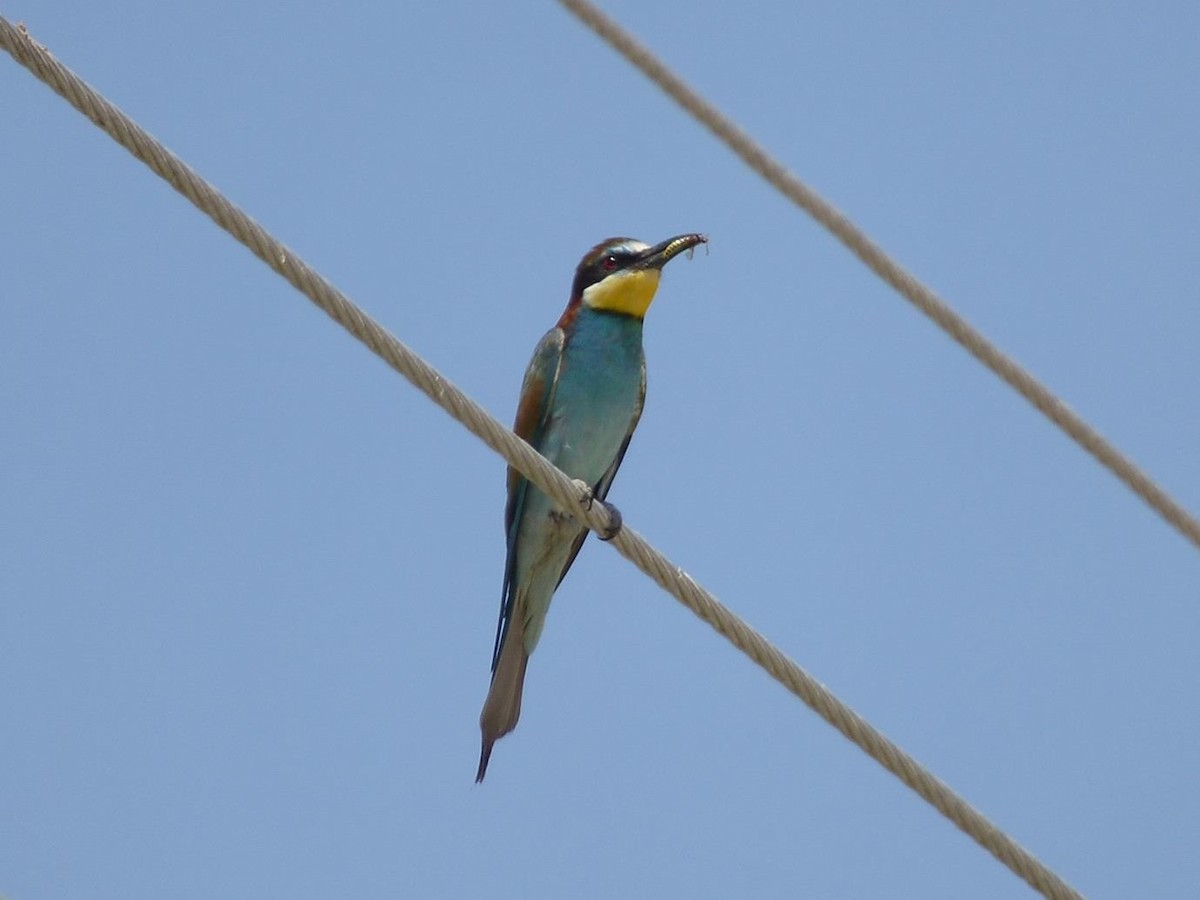 European Bee-eater - Barry Reed