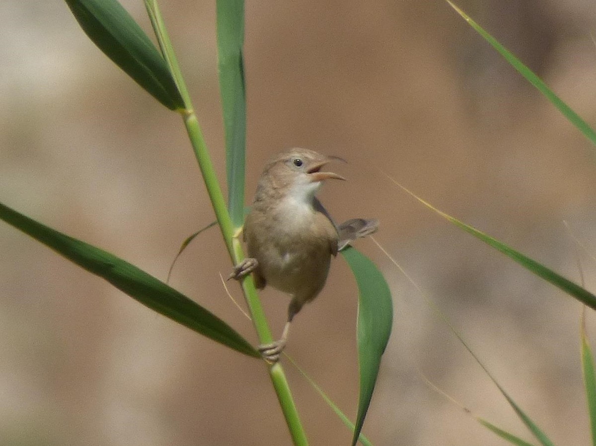 Iraq Babbler - ML614535595