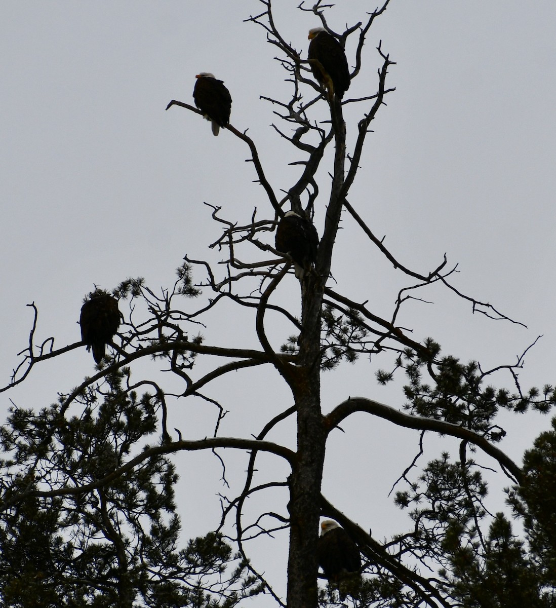 Bald Eagle - ML614535604