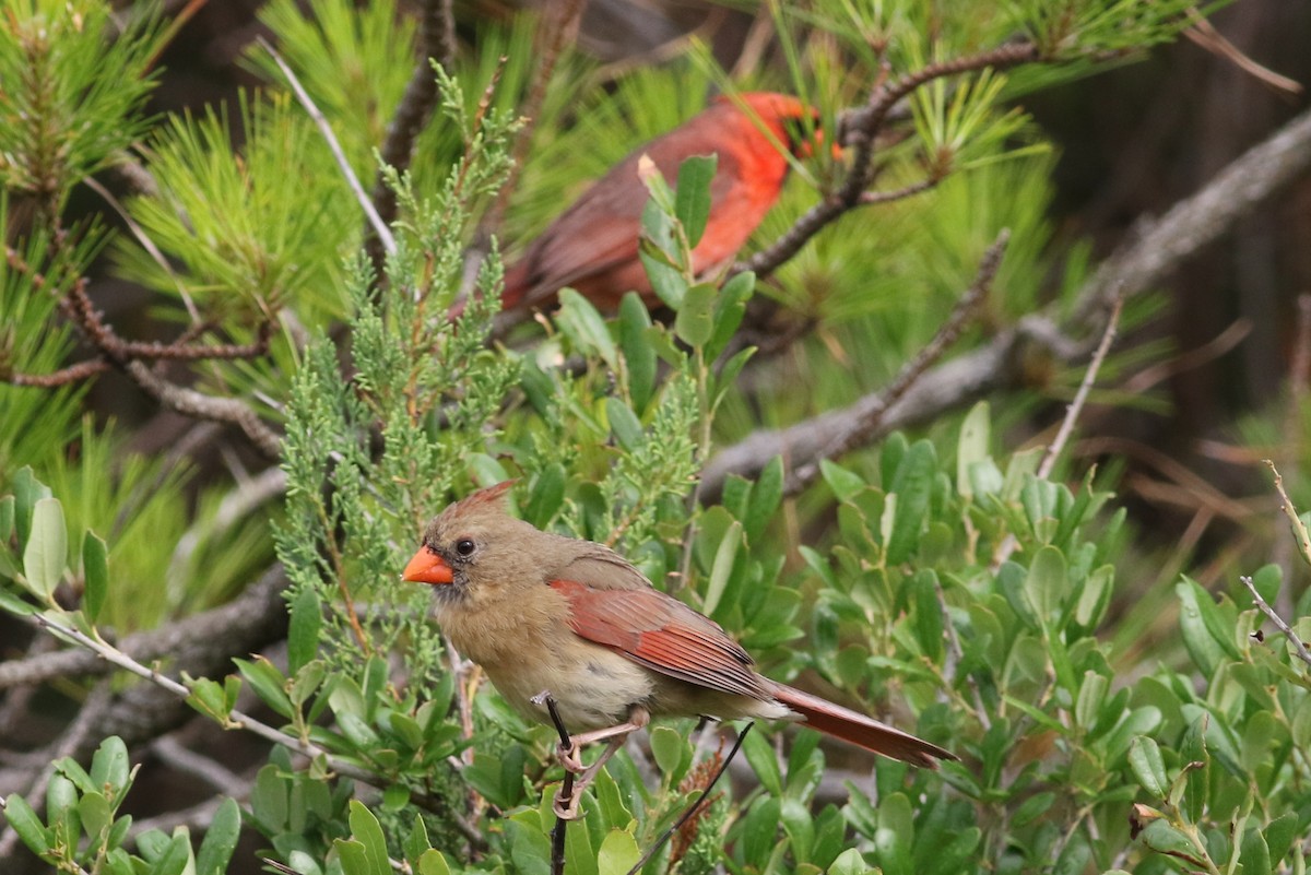 Northern Cardinal - ML61453561