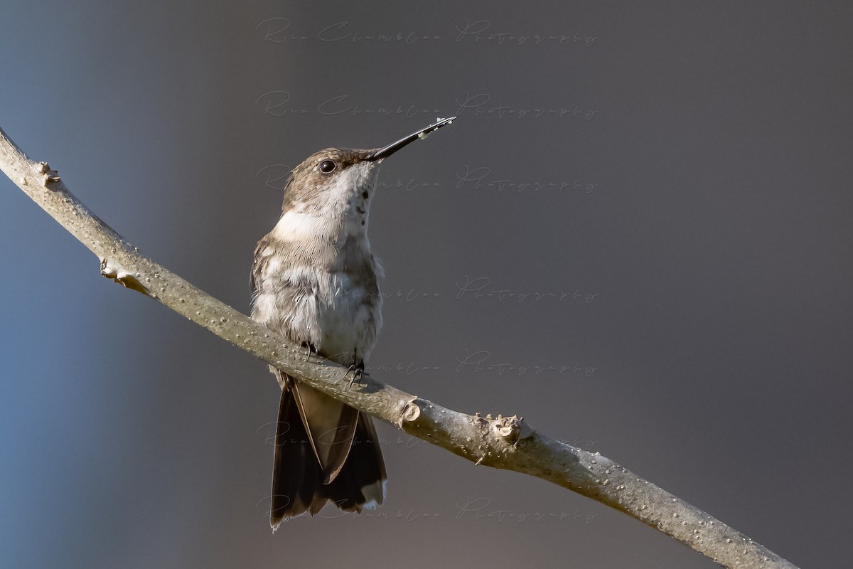 Ruby-throated Hummingbird - ML614535679