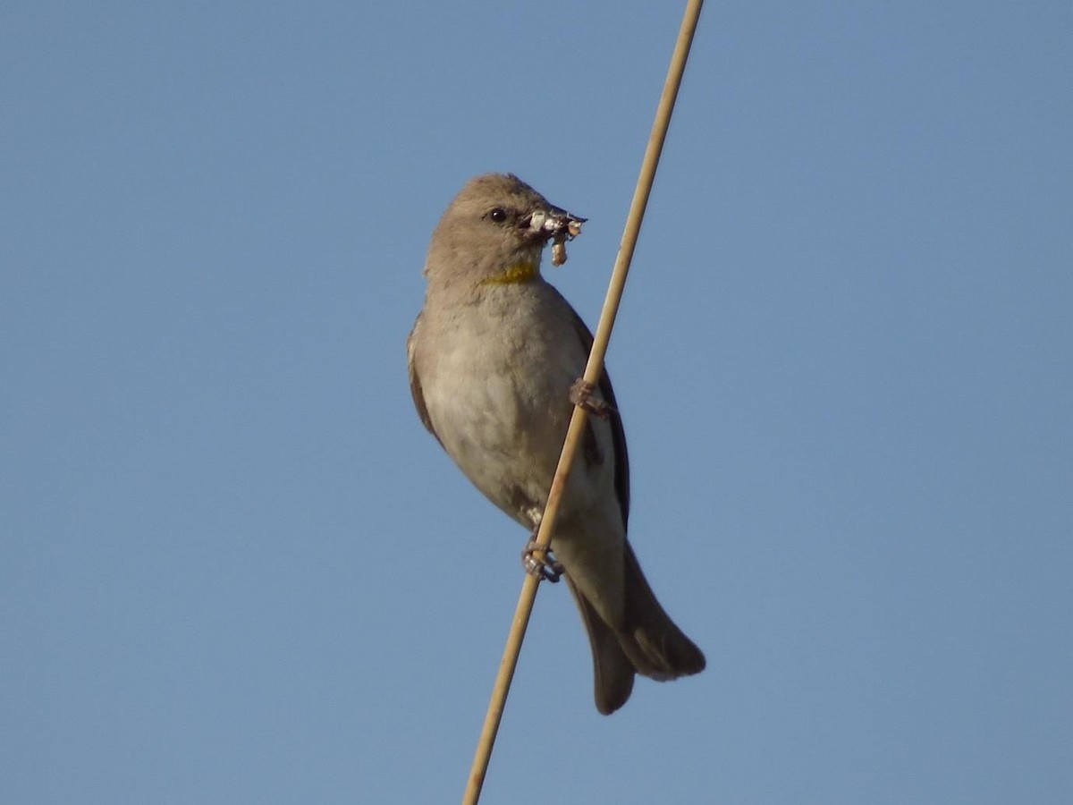 Yellow-throated Sparrow - Barry Reed