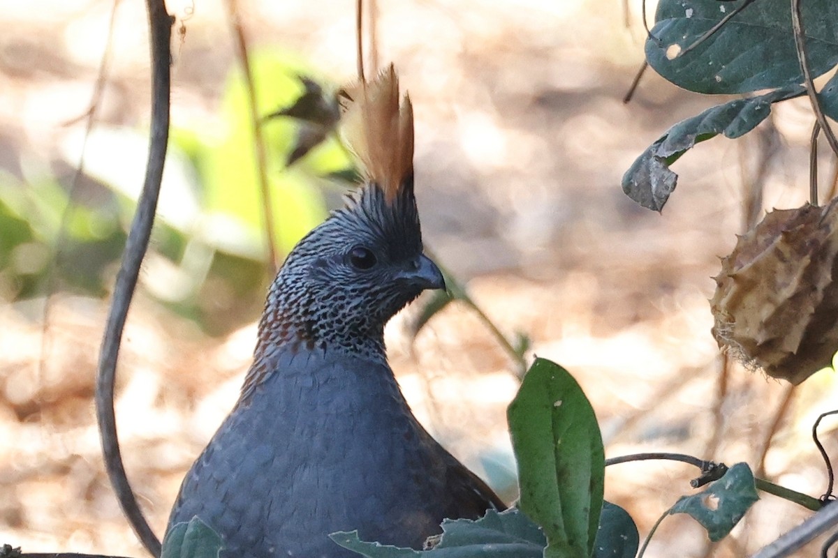 Elegant Quail - ML614535817