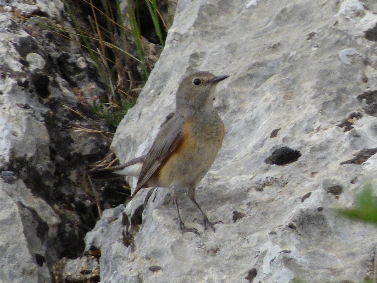 White-throated Robin - ML614535849