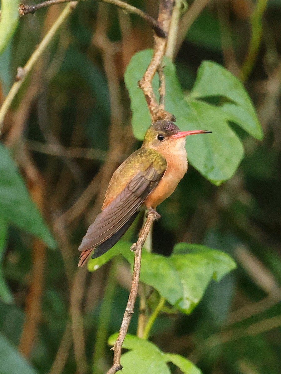 Cinnamon Hummingbird - ML614535855