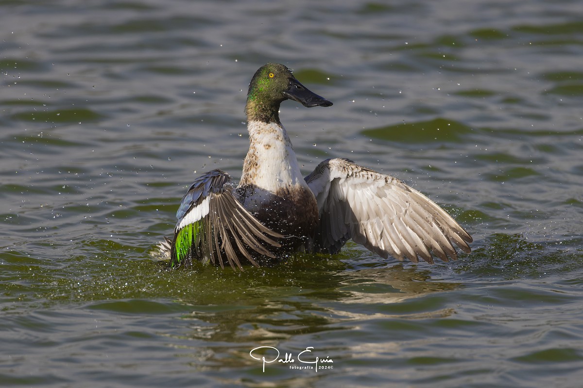 Northern Shoveler - ML614535872