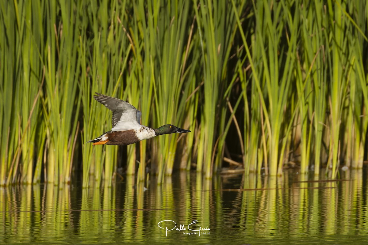 Northern Shoveler - Pablo Eguia