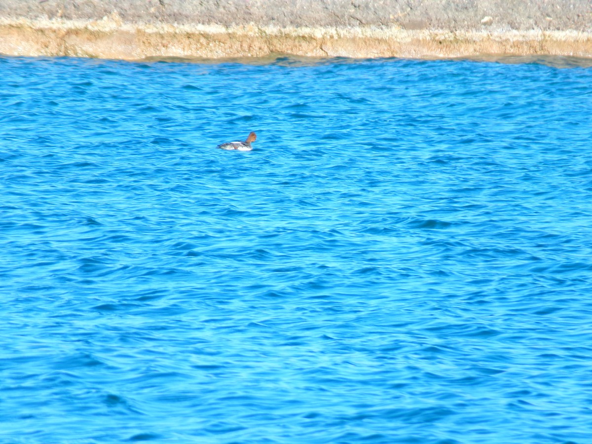 Red-breasted Merganser - ML614535888