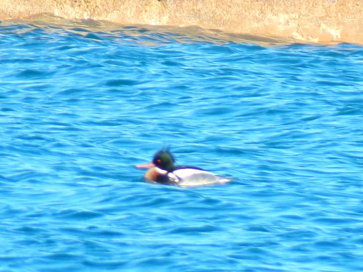 Red-breasted Merganser - ML614535890