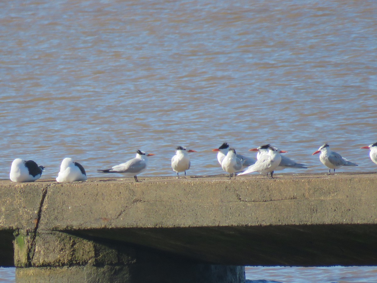 Royal Tern - ML614535904