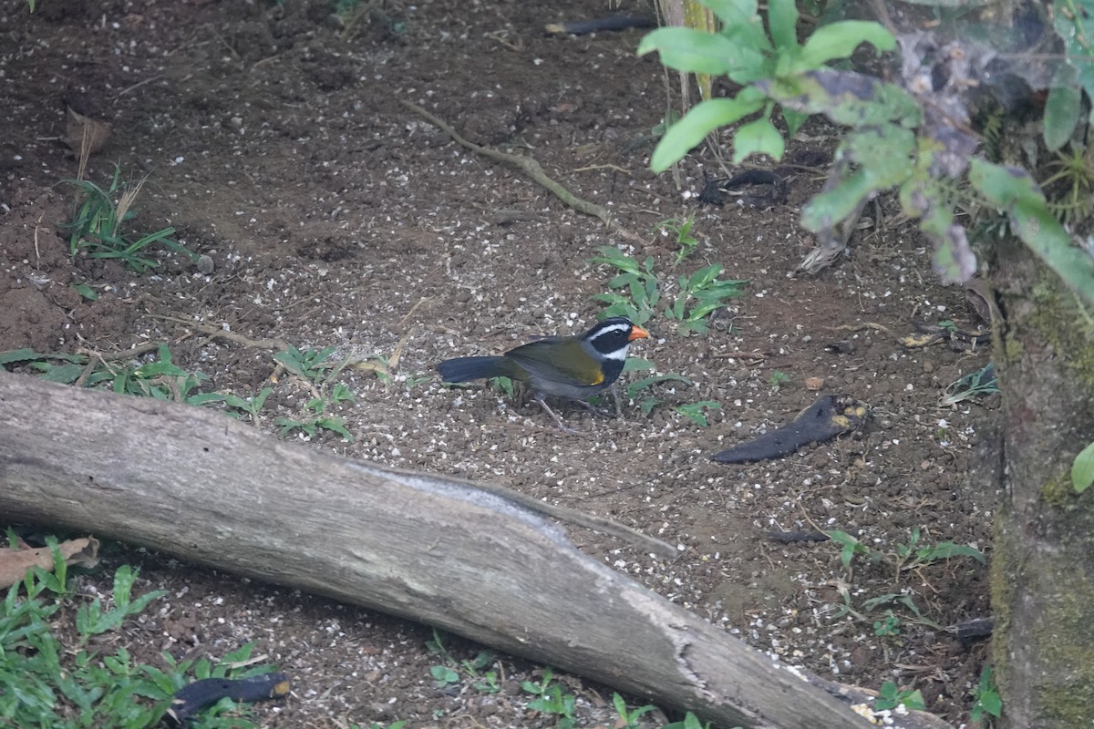 Orange-billed Sparrow - ML614535970