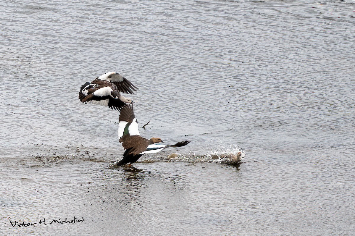 Upland Goose - Victor Hugo Michelini