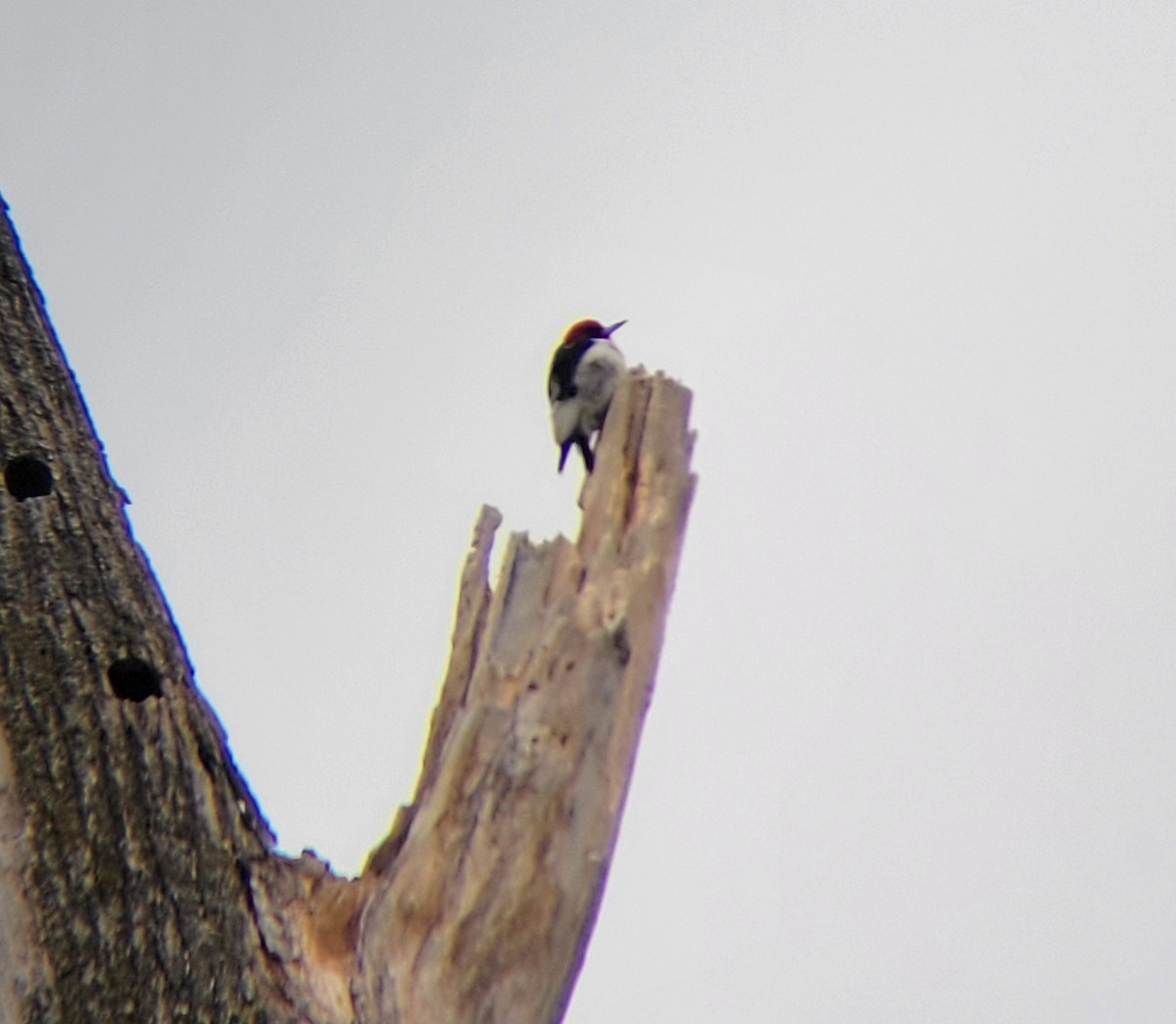 Red-headed Woodpecker - ML614536084