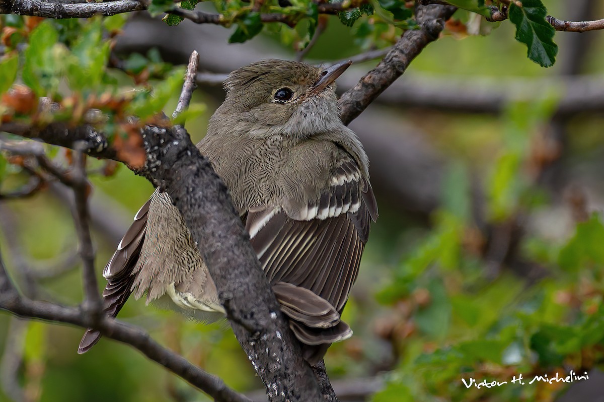 White-crested Elaenia - Victor Hugo Michelini