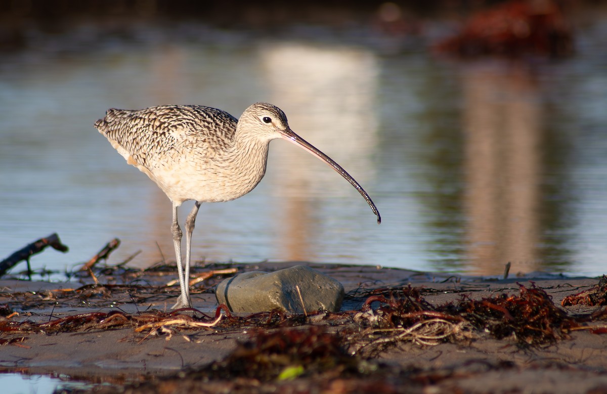 Long-billed Curlew - ML614536111