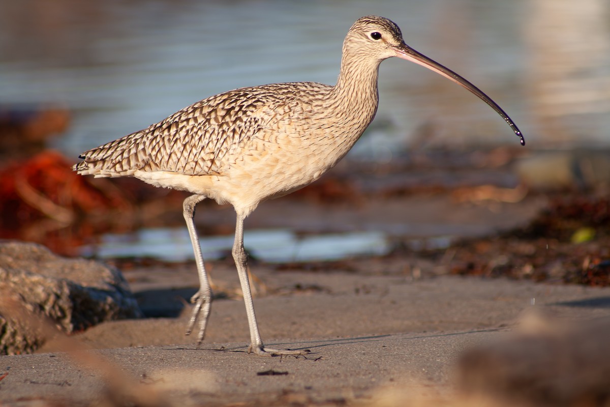 Long-billed Curlew - ML614536113
