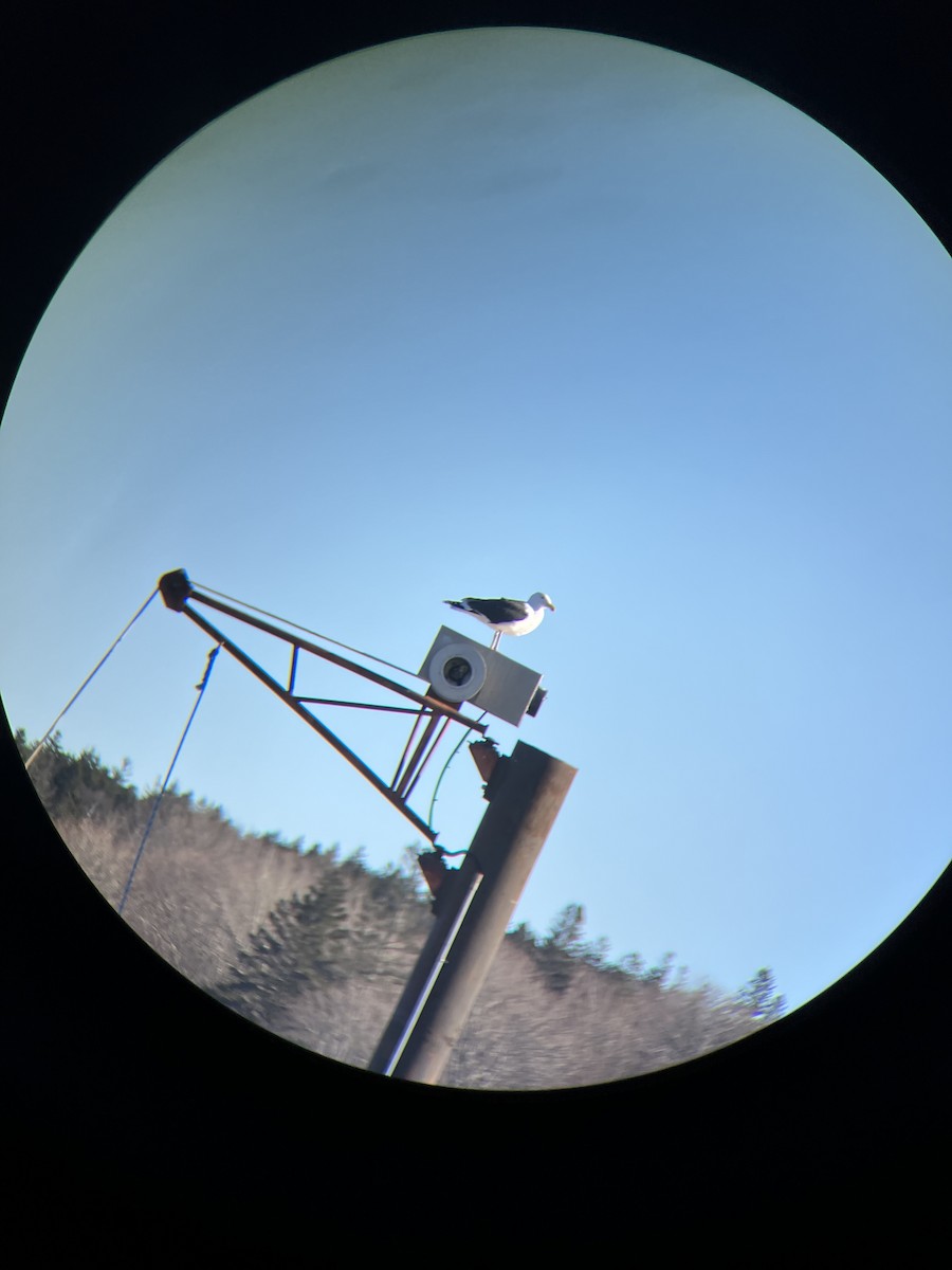 Great Black-backed Gull - ML614536163