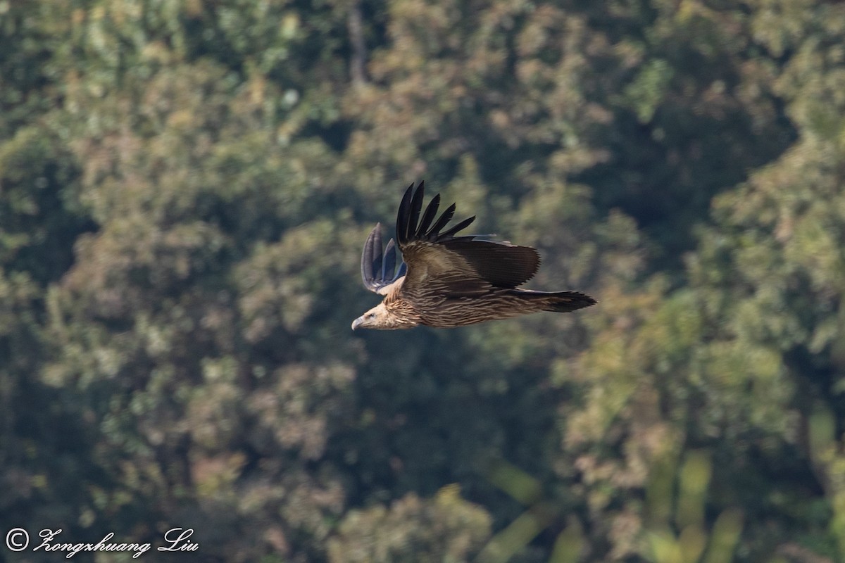 Himalayan Griffon - ML614536230