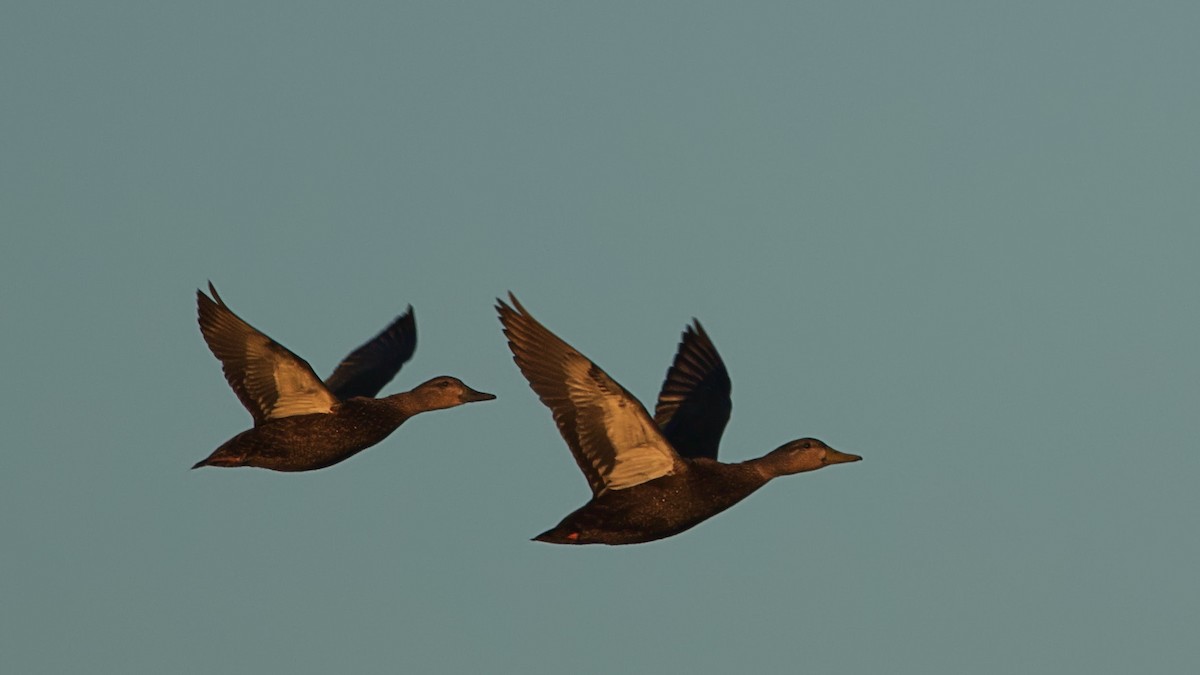 American Black Duck - ML614536244