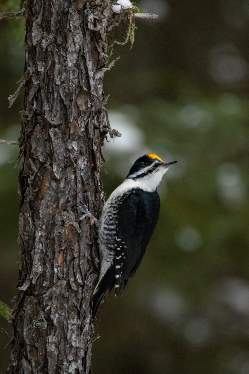 Black-backed Woodpecker - ML614536297