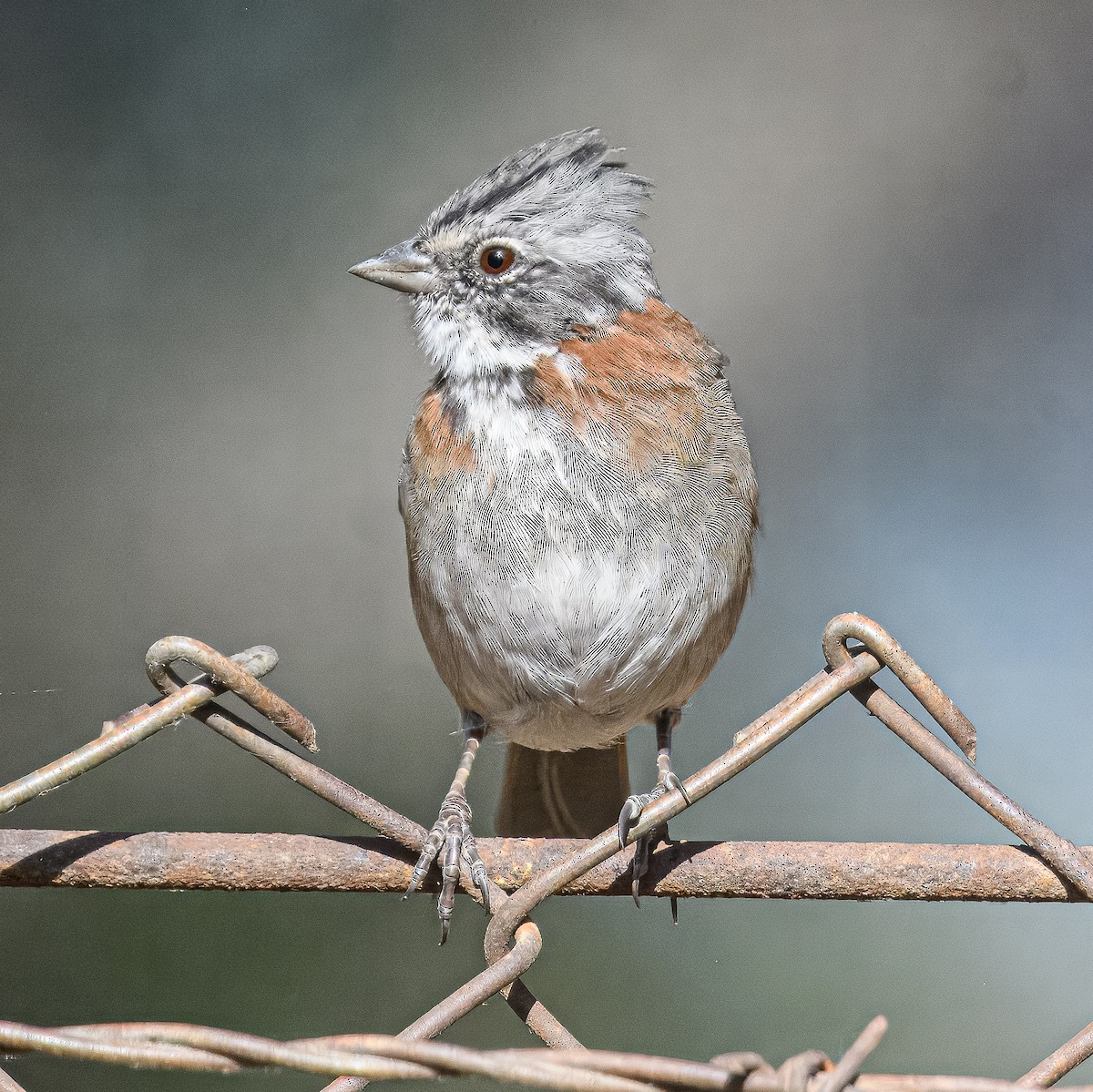 Rufous-collared Sparrow - ML614536365