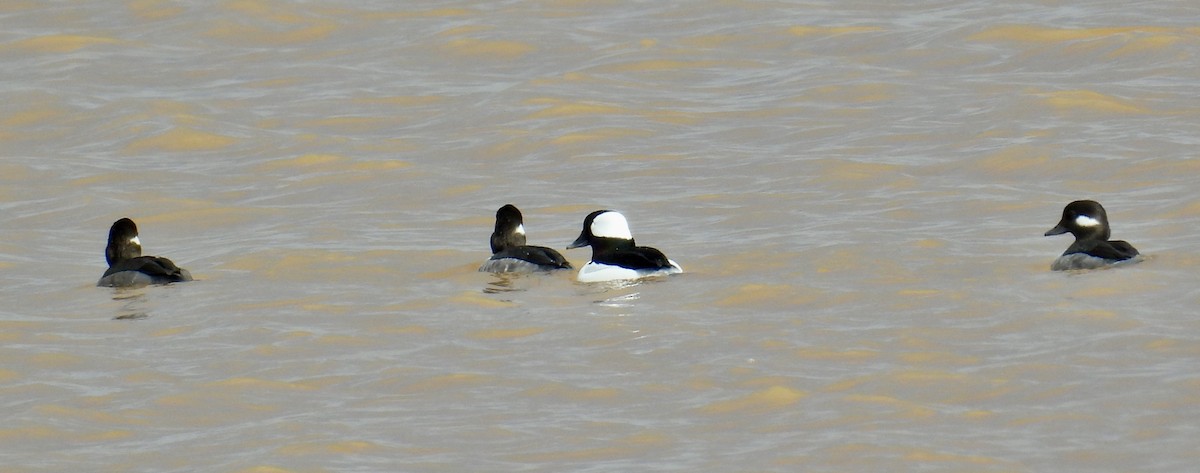 Bufflehead - ML614536377