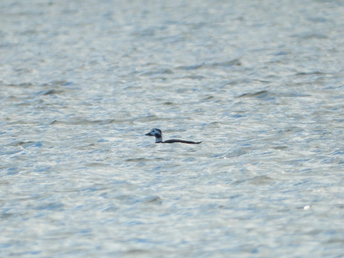 Long-tailed Duck - ML614536416