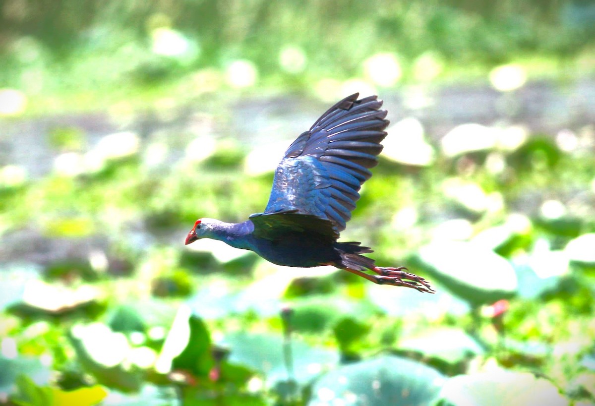 Gray-headed Swamphen - ML614536435