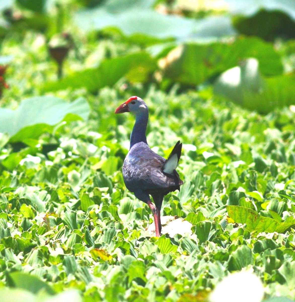 Gray-headed Swamphen - ML614536436