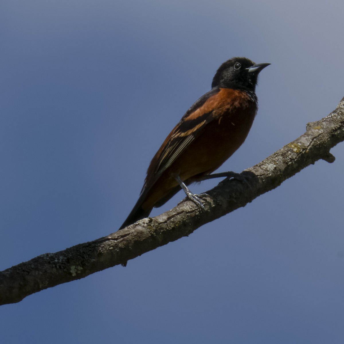 Orchard Oriole - ML614536458