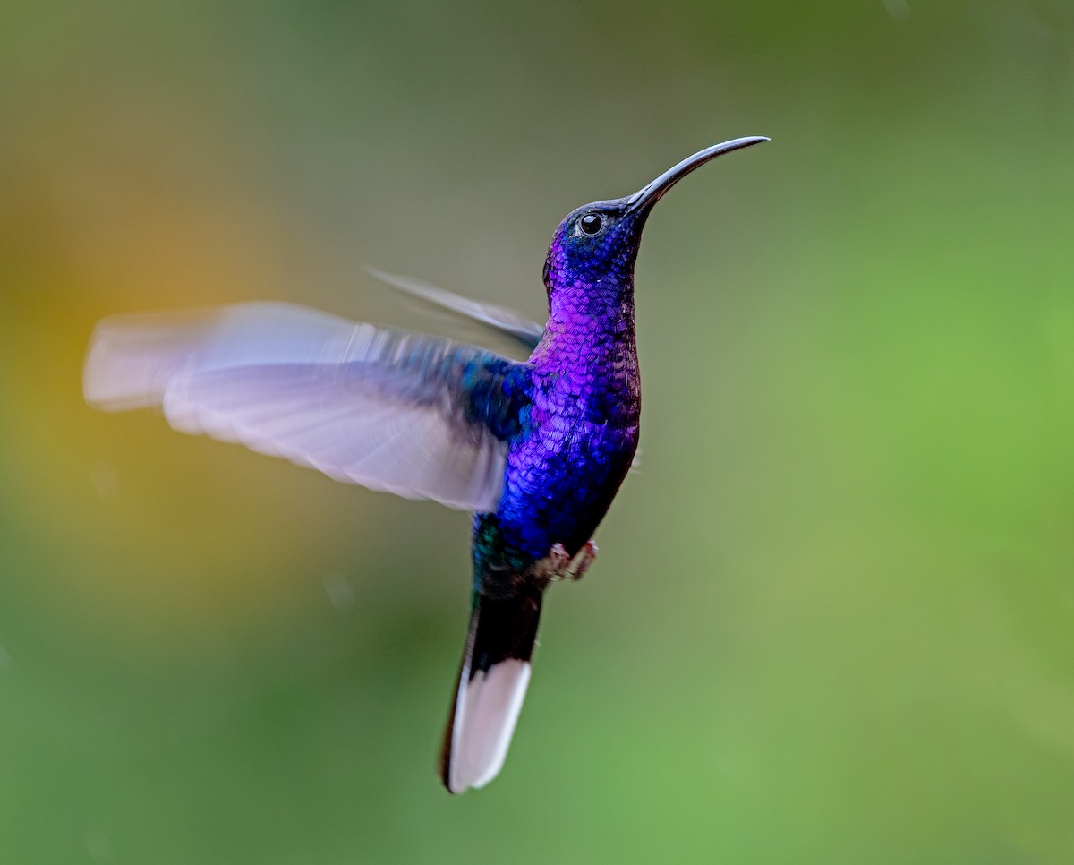 kolibřík fialkový - ML614536518
