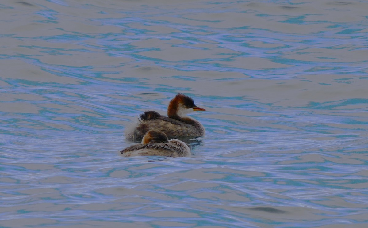 Titicaca Grebe - ML614536525