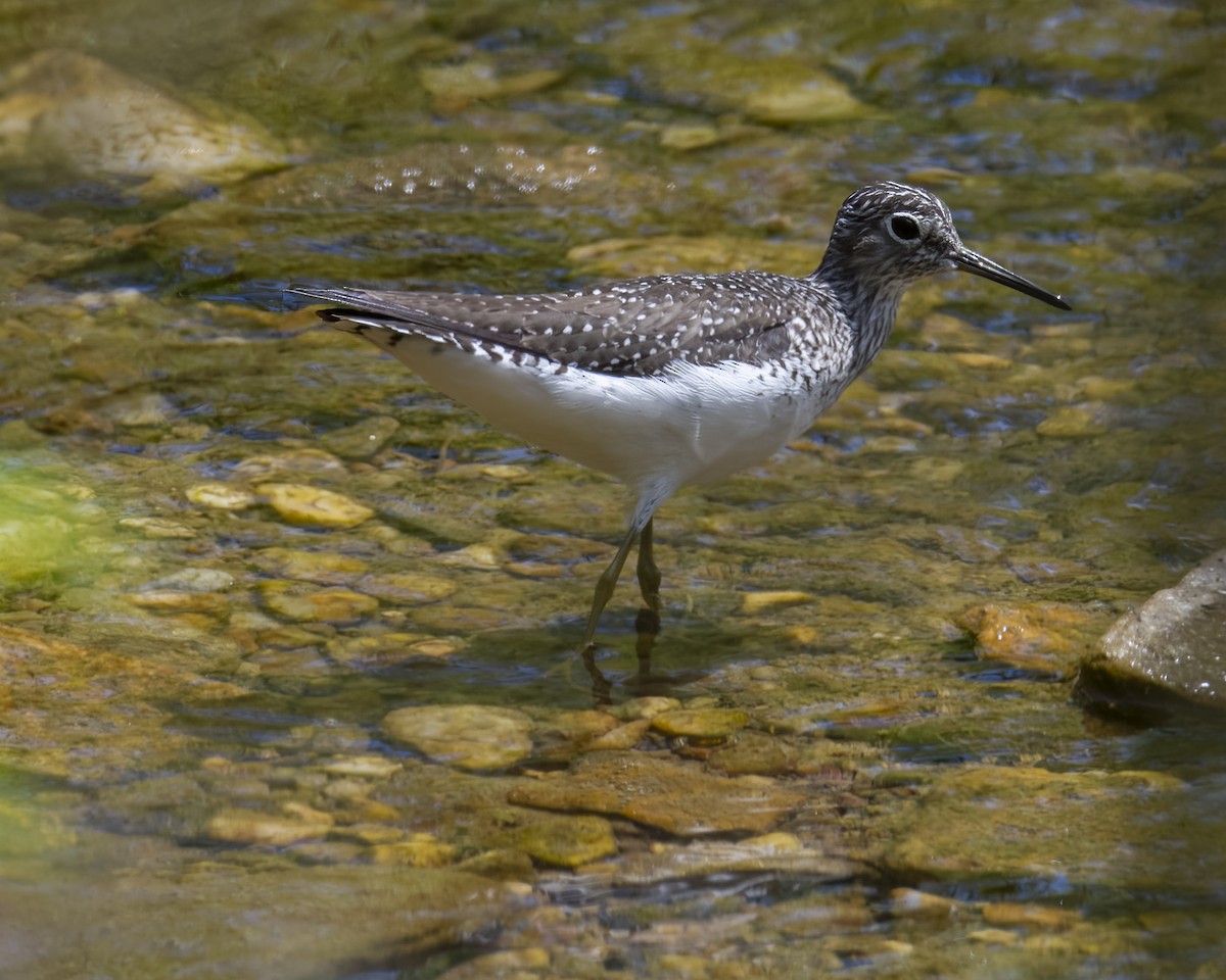 Solitary Sandpiper - ML614536544