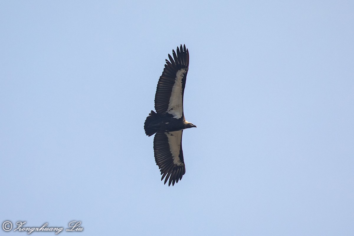 White-rumped Vulture - ML614536558