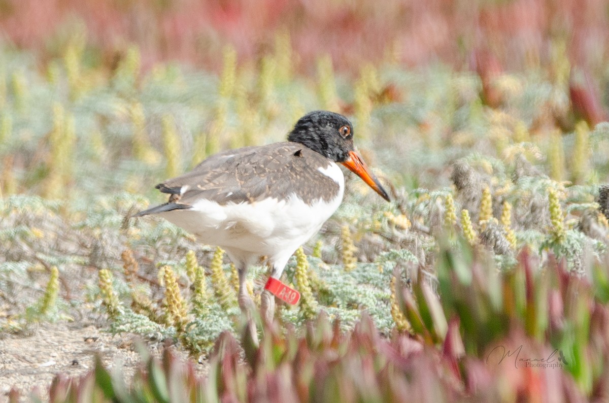 American Oystercatcher - ML614536579