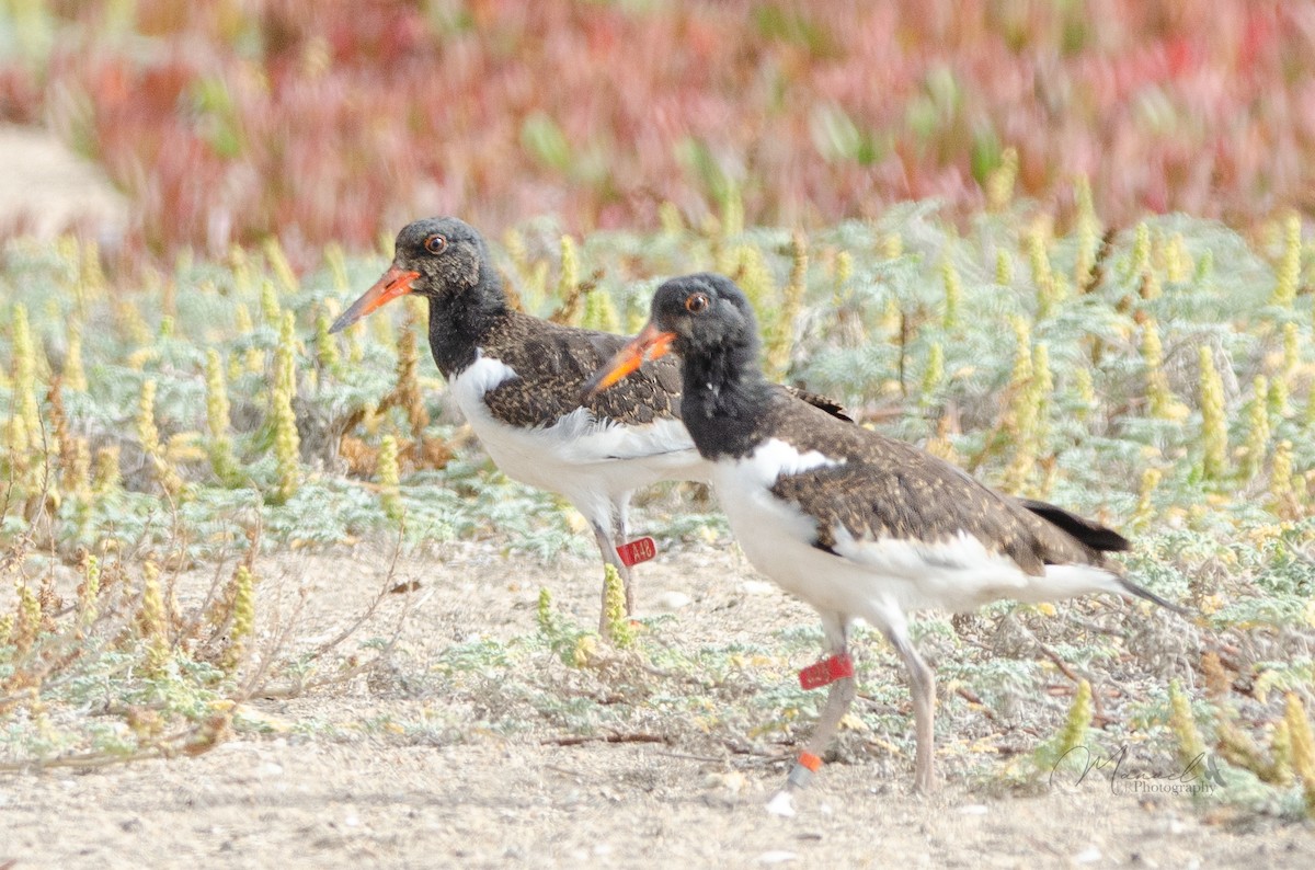 American Oystercatcher - ML614536580