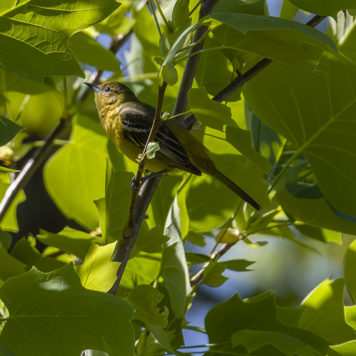 Orchard Oriole - ML614536636