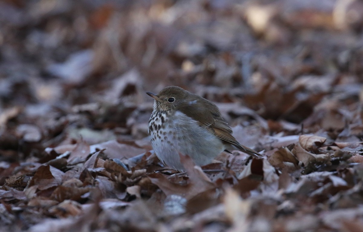 Hermit Thrush - ML614536708