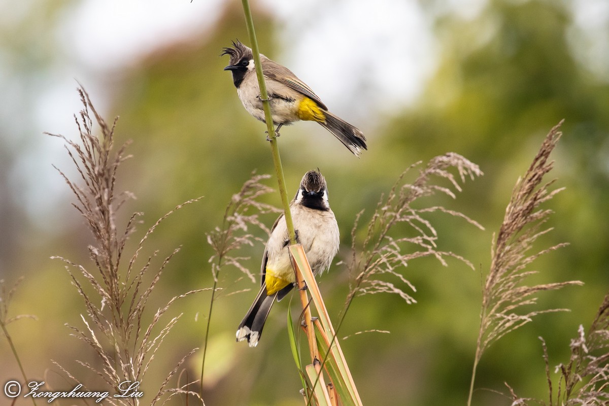 bulbul himálajský - ML614536713