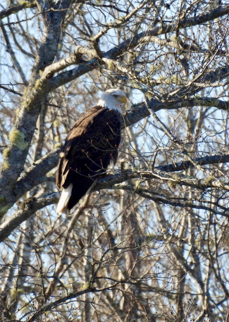 Weißkopf-Seeadler - ML614536755