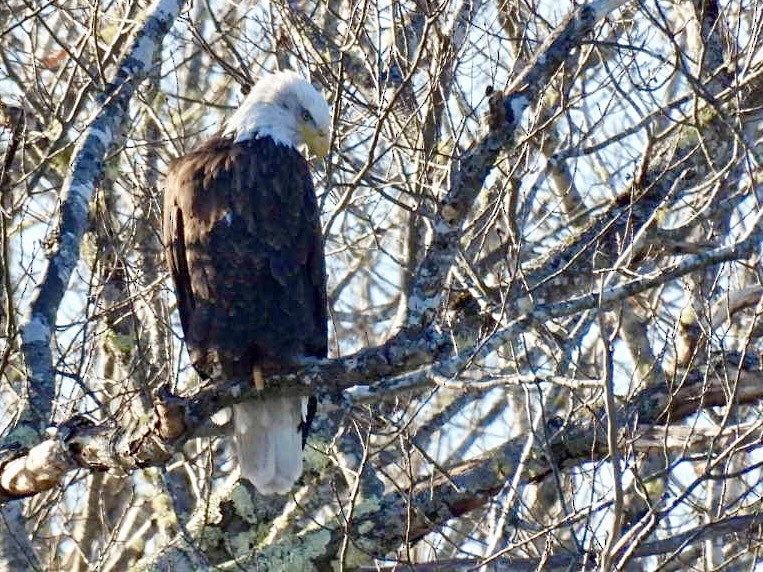 Bald Eagle - Donna Reis