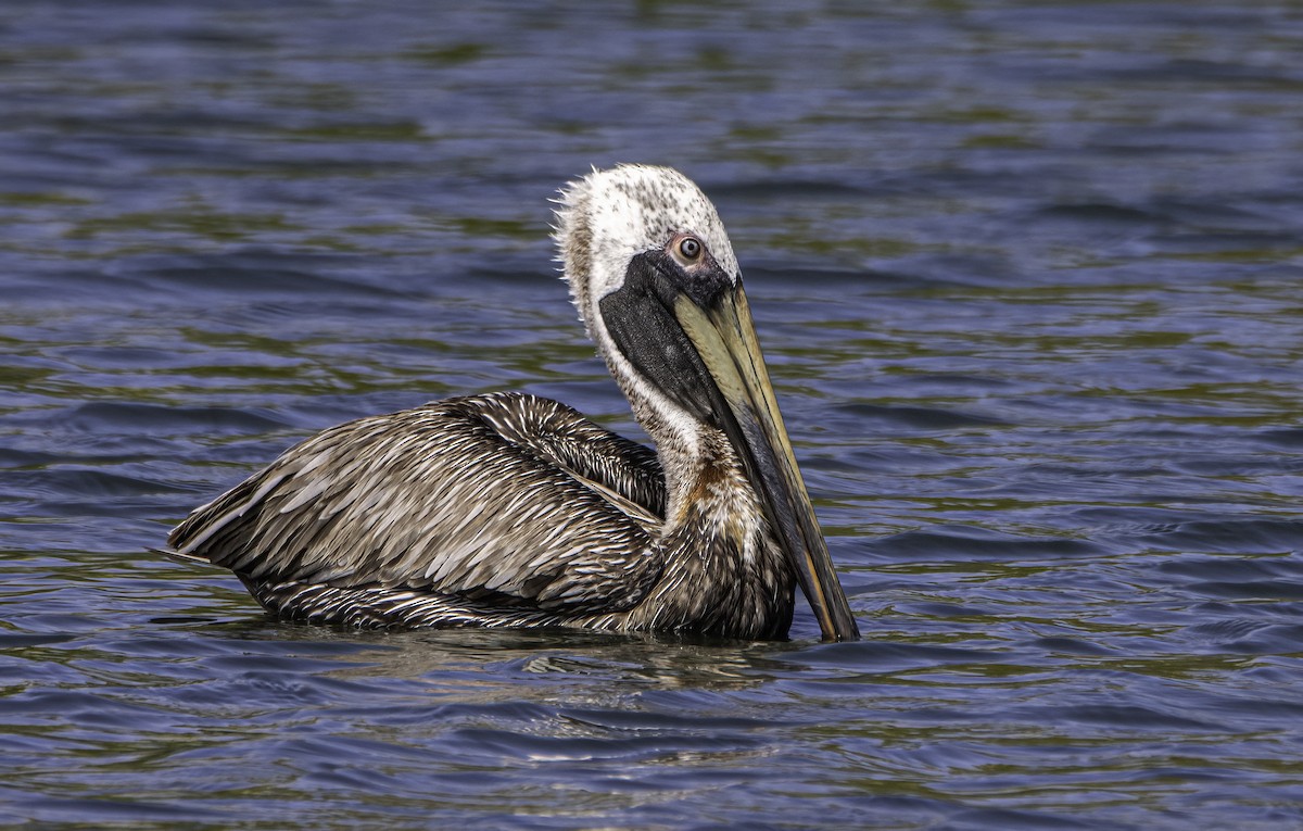 Brown Pelican - ML614536773
